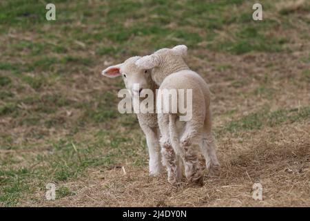Two white woolly lambs in a pasture on a farm in Sprong Foto Stock