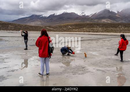 I visitatori posano per le foto con un dinosauro giocattolo al Salar de Moche (Lago Salinas) Salt Lake vicino alla città di Arequipa, regione di Arequipa, Perù. Foto Stock