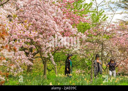 Londra, Regno Unito. 14th Apr 2022. I visitatori dei Kew Botanical Gardens nel sud-ovest di Londra potranno ammirare la splendida fioritura dei ciliegi rosa e bianchi nei giardini in una giornata calda e soleggiata nella capitale. (Permesso di fotografare a Kew ottenuto) credito: Imagplotter/Alamy Live News Foto Stock