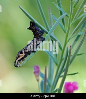 larva della falce elefante su un ramo Foto Stock