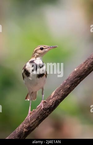 Immagine di Foresta Waggail (Dendronanthus indica) sul ramo di albero su sfondo naturale. Uccello. Animali. Foto Stock