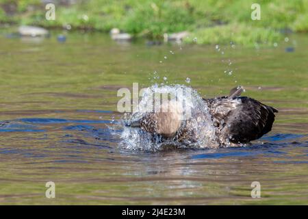 Georgia del Sud, Fortuna Bay, Whistle Cove. Marroni skua bagno in stagno (Catharatta antartide) Foto Stock