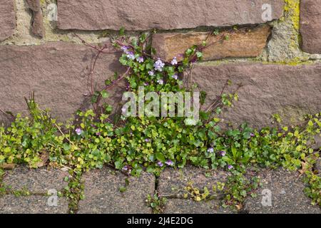 Zimbelkraut, Zymbelkraut, Mauer-Zimbelkraut, in den Ritzen einer Mauer, Cymbalaria muralis, Linaria cymbalaria, toflino di lievito d'Ivy, Kenilworth Ivy, c Foto Stock