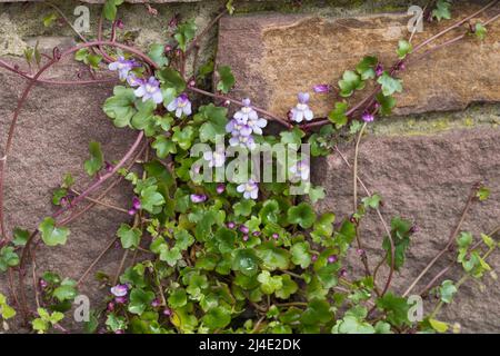 Zimbelkraut, Zymbelkraut, Mauer-Zimbelkraut, in den Ritzen einer Mauer, Cymbalaria muralis, Linaria cymbalaria, toflino di lievito d'Ivy, Kenilworth Ivy, c Foto Stock