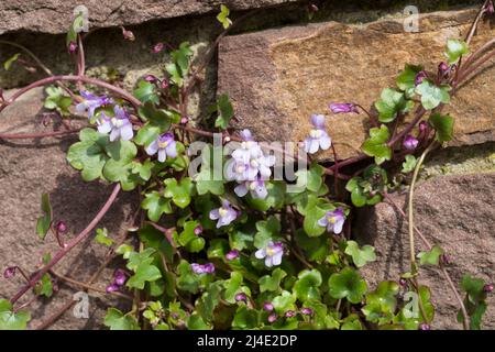 Zimbelkraut, Zymbelkraut, Mauer-Zimbelkraut, in den Ritzen einer Mauer, Cymbalaria muralis, Linaria cymbalaria, toflino di lievito d'Ivy, Kenilworth Ivy, c Foto Stock