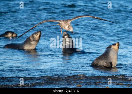 Georgia del Sud, Stromness. Gabbiano giovane Kelp (Larus dominicanus) in volo con foca in pelliccia. Foto Stock