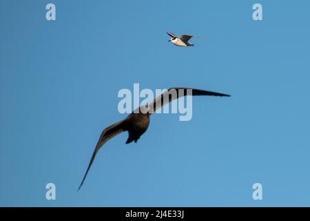 Georgia del Sud, Stromness. Gabbiano giovane di Kelp (Larus dominicanus) e terna antartica (Sterna vittata) in volo. Foto Stock