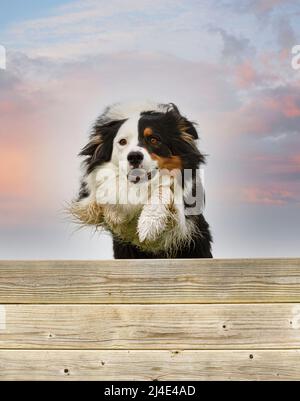 addestramento per un pastore australiano su una recinzione per la disciplina di obbedienza Foto Stock