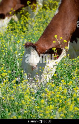 primo piano di una mucca rossa svizzera che mangia erba Foto Stock