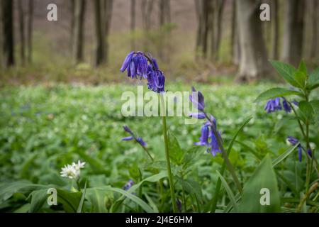 Fiore di Bluebell in bosco primaverile. Foto Stock
