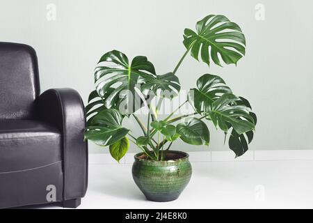 Monstera deliciosa o Swiss Cheese Plant in una pentola di fiori verdi accanto alla poltrona marrone su sfondo verde chiaro, minimalismo e scandinavo Foto Stock