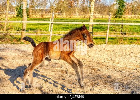 Il foal marrone scuro si alza e galoppa nell'arena all'aperto. Divertirsi al sole, una settimana. Legno recinzione e erba. Temi animali, neonato. Foto Stock