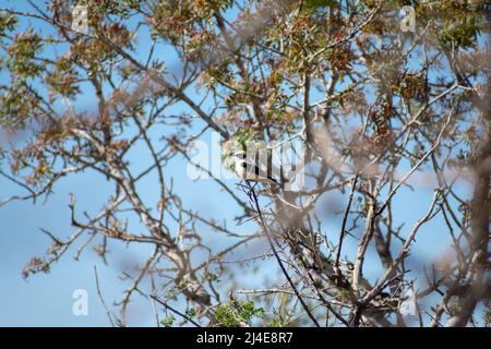 Siero di latte di razza nera maschile (enanthe Hispanica) che si aggirano su un albero Foto Stock