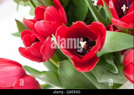 Sfondo astratto con tulipani rossi su sfondo bianco Foto Stock