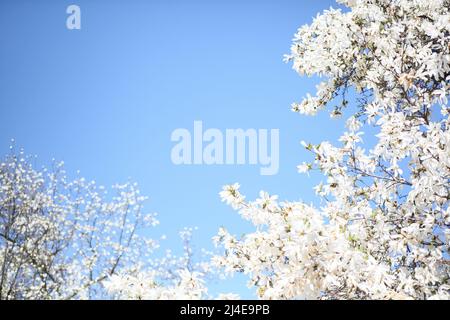 Magnolie bianche in fiore contro un cielo blu. Albero in primavera. Natura. Sfondo primaverile. Magnolia Foto Stock