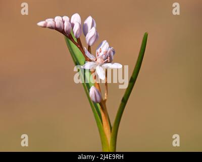 Fiore rosa di Rosy squill, Scilla bifolia rosea Foto Stock