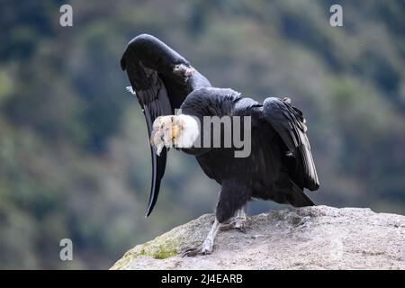 Un maestoso condor andino selvaggio (Vultur gryphus) in piedi su un affioramento roccioso nelle alte Ande. Colombia, Sud America. Foto Stock