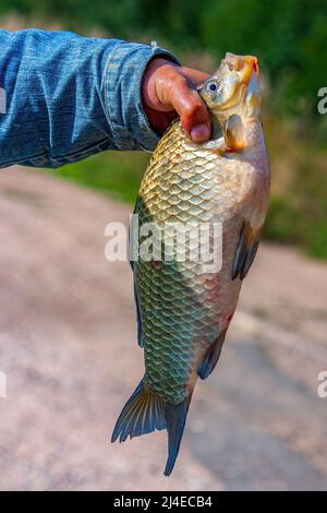 Carpa crociana La mano di un pescatore che tiene un grande pesce che ha appena catturato. Foto Stock