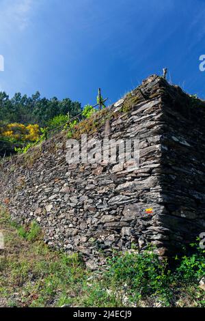 Europa, Portogallo, Distretto di Coimbra, vicino a Góis, 'The Goat Shed' (vicino a Colmeal), enorme muro di contenimento scista in pietra locale Foto Stock