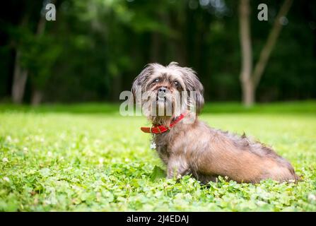 Un cane di razza mischiato scruffy con un underbite e snaggletooth Foto Stock