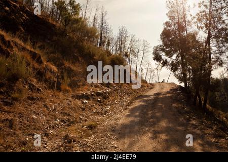 Europa, Portogallo, distretto di Coimbra, vicino a Góis, Rua dos Coic (strada di montagna non costruita) attraverso gli alberi bruciati dopo gli incendi del 2017 Foto Stock