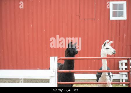 Due llamas contro un fienile arancione, alpaca bianca e nera all'esterno di una fattoria Foto Stock