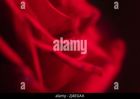 Primo piano fiore rosso rosa su sfondo nero. Vista dei petali Foto Stock