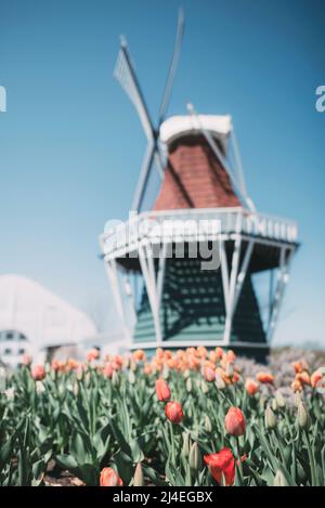 Bella tulipani freschi all'Olanda, Michigan tulipano festival tempo a fine primavera Foto Stock
