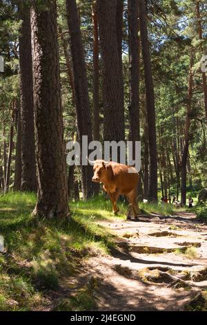Mucca bruna, camminando nel mezzo di una pineta con la luce del giorno che passa attraverso gli alberi, illuminandola. Foto Stock