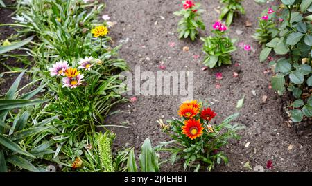 Gazania o fiore del tesoro in piena fioritura sullo sfondo delle foglie. Gazania - una pianta ornamentale per il disegno di giardino e del parco paesaggistico. Selectiv Foto Stock