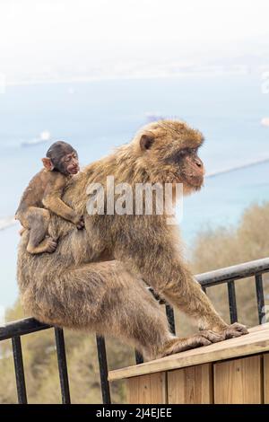 Macaco Barbario con giovane, Macaca sylvanus, Gibilterra Foto Stock