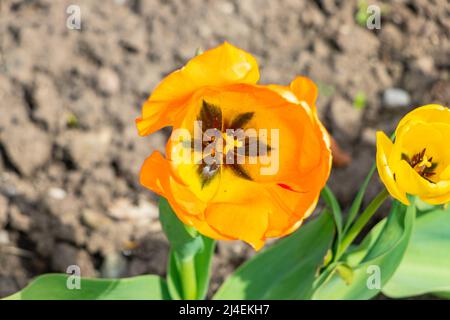 Vista ravvicinata di un vivace fiore di tulipani arancioni con foglie verdi che crescono sullo sfondo di un giardino. Foto Stock