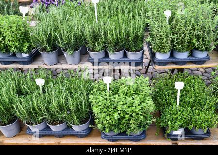 Varie erbe in vaso come origano, maggiorana o rosmarino vecchio al mercato Foto Stock