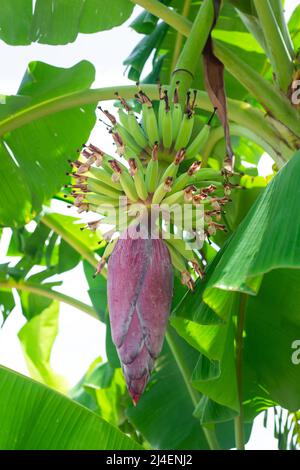 Banana albero con frutta giovane e un grande fiore di borgogna. Vegetazione e maturazione delle banane. Frutta fresca sull'albero. Foto Stock