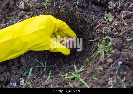 Giardinaggio e orticoltura. Un giardiniere pianta semi in un buco di terra. Foto Stock