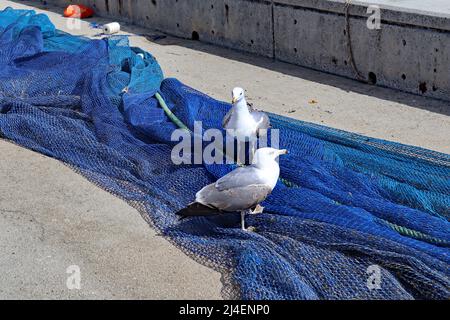 Gabbiani appollaiati su reti da pesca che si asciugano ai margini della spiaggia di Estepona in Spagna Foto Stock