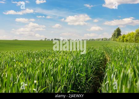 Vista panoramica del paesaggio di bella collina verde campi prato con germogli di grano giovane in crescita su sfondo cielo blu nella soleggiata giornata estiva Foto Stock