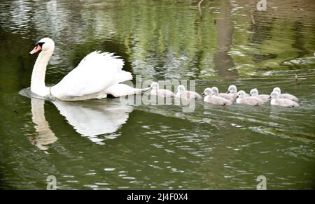 ZHENGZHOU, CINA - 14 APRILE 2022 - nove bambini di cigno soffici e carini nuotano con la madre al quinto giorno della loro vita a Zhengzhou, Henan Provinc Foto Stock