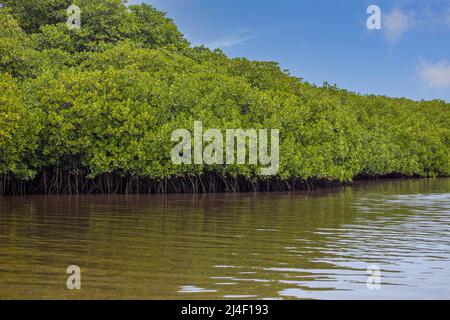 Una foresta di mangrovie, Rhizopora sp. Al largo dell'isola di Yap, Micronesia. Si tratta di un habitat critico per le specie giovanili. Foto Stock