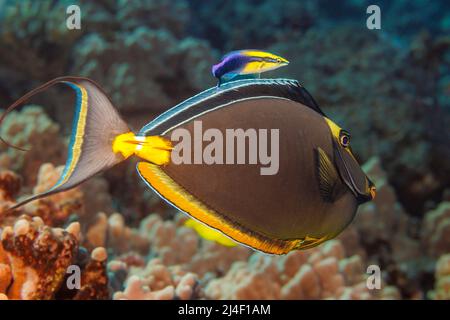 Questo orangespine unicornfish maschile, naso Lituratus, ha fatto una sosta presso una stazione di pulizia gestita da un wrasse endemico hawaiano più pulito, Labroides pht Foto Stock