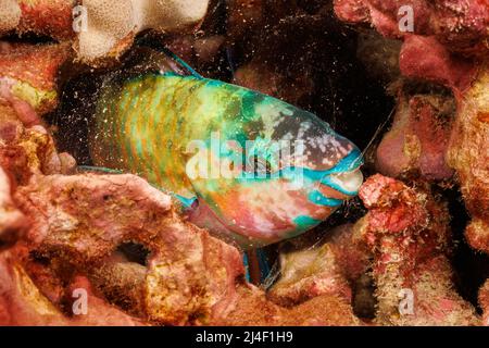 La fase terminale o finale di un parroto palenoso, Scarus psittacus, Hawaii. Questo individuo è stato fotografato durante la notte dormendo in un cocoon muco w Foto Stock