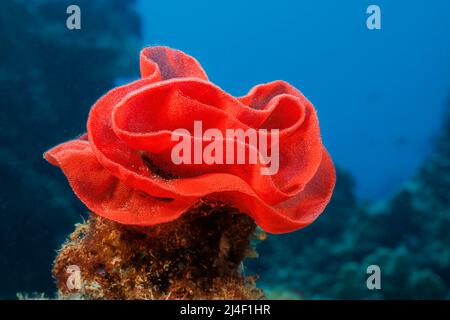 Red Eggmass di un ballerino spagnolo nudibranco, Hexabranchus sanguineus, Hawaii, USA. Foto Stock