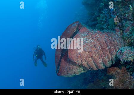 Un subacqueo (MR) e una spugna a botte grande, Xestospugia testudinaria, che filtra materiale organico dalla colonna d'acqua su una barriera corallina in Indonesia. Foto Stock