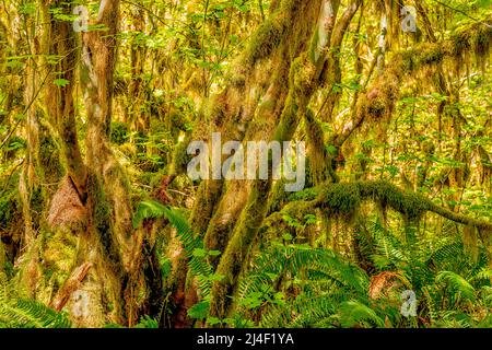 Muschio coperto alberi nella foresta pluviale di Hoh, Olympic National Park, Washington Foto Stock