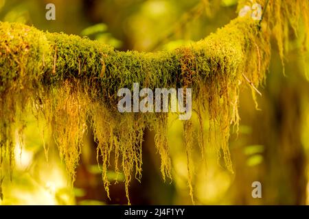 Muschio coperto alberi nella foresta pluviale di Hoh, Olympic National Park, Washington Foto Stock