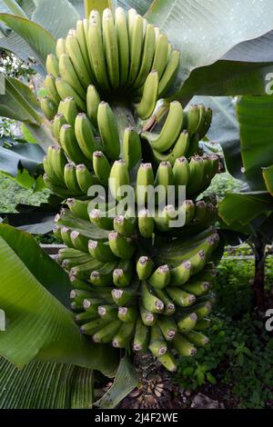 Un mazzo di banane Canarie non mature che crescono su un albero in una fattoria, o finca, nella zona di Los Realejos, sull'isola di Tenerife, Isole Canarie, Spagna. Foto Stock