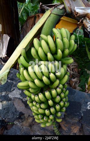 Un mazzo di banane Canarie non mature che crescono su un albero in una fattoria, o finca, nella zona di Los Realejos, sull'isola di Tenerife, Isole Canarie, Spagna. Foto Stock