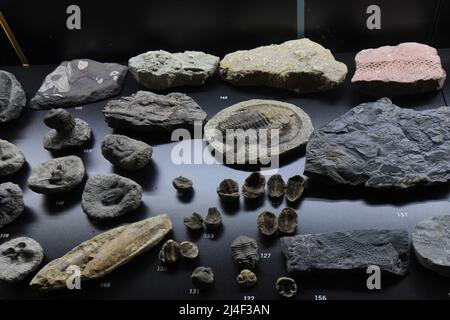 Fossili della mostra "vita entro un miliardo di anni". Museo del Parco Postojnska Jama, Slovenia Foto Stock