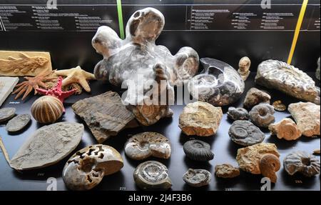 Fossili della mostra "vita entro un miliardo di anni". Museo del Parco Postojnska Jama, Slovenia Foto Stock