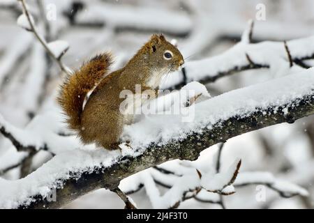 Uno scoiattolo rosso selvaggio 'Tamiasciurus hudsonicus', in piedi su un ramo di albero coperto di neve Foto Stock